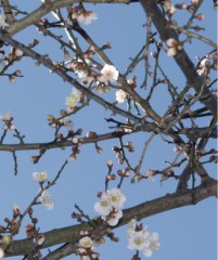 新しいカメラ来た(笑