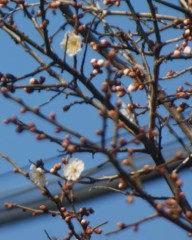 梅の花が咲きました。　春ですねぇ