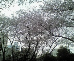 サクラ舞い散る・・・