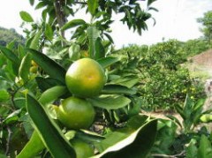 あれ？はげてる？と柚子風呂　ヽ(´▽`)ノﾜｧｲ