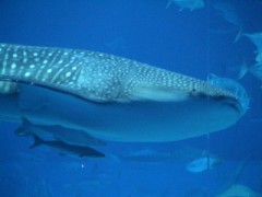 帰ってきました。