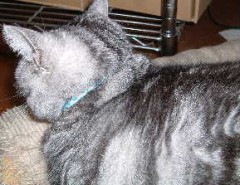 嘘はばれますよ…１