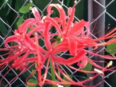 今年も咲いてました。