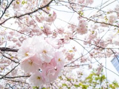 【お題日記】理想のデートはどんな1日？