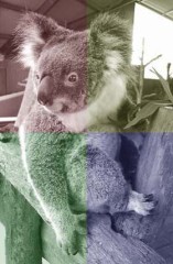 きりきりまい♪