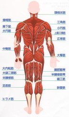 どすこい！カラダ！