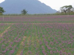 ラッキョウの花