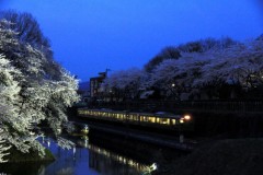 夜桜お七