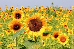 【お題日記】どうすれば願いはかなうの？