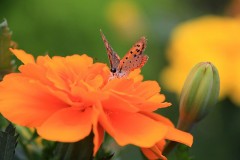 【お題日記】恋人に会いたい頻度は?