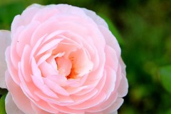 【お題日記】セックスフレンドってあり？なし？