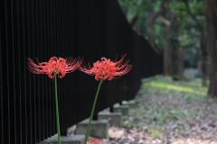 【お題日記】切ない恋の思い出