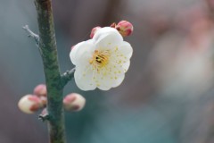 梅は咲いたか♪～　桜はまだかいな♪～
