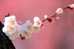 梅が見ごろを迎えてます