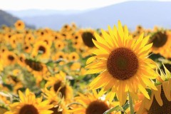 【お題日記】夏になると行きたくなる場所