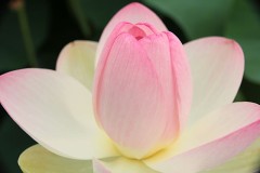 【お題日記】会話に必要なものってなに？