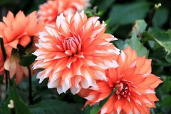 【お題日記】最近感動したこと