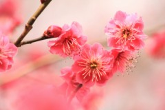 【お題日記】穏やかな今だから良い1人な過ごし方