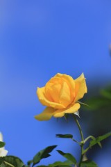 【お題日記】「愛してる」って素直に言えますか？