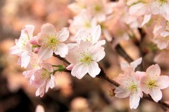 【お題日記】異性の友人は居ますか？