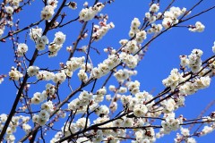 【お題日記】春と聞くと何を思い浮かべますか？