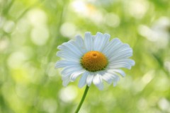 【お題日記】大きいと感じるサイズは何センチから？