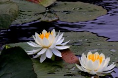【お題日記】死ぬまでに1回は経験したいこと