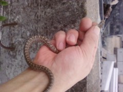 ヘビ嫌いな人は見ないでくださいm(_ _)m