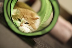 家のにゃんこ、ノルウエージャンにそっくりー！！