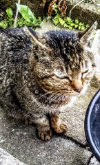 5月11日に死んじゃった！らしい！