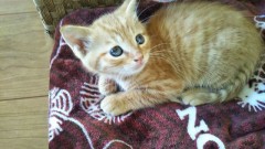 ニャンたろうの子供かも？