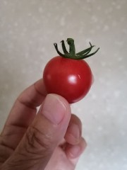 ミニトマト赤くなったよ！