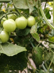 まだ赤くないミニトマト！