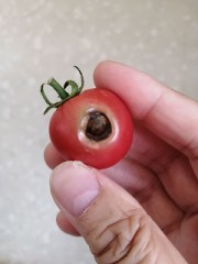 虫に食われたトマト！