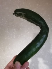 見落としていたキウリ！