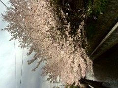 桜まつりだぁ～(>o<")