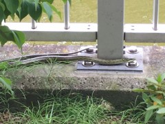 3日続けて 見てしまった！