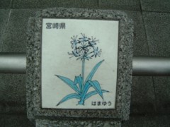 宮崎県の花