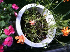 まる裸のマリ－ゴールド