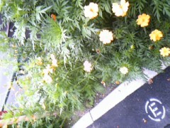 マリ－ゴールド-その２