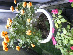 9/24のマリーゴールド-その後の復活