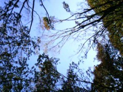 早起きは３文の得か？