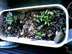 何の芽かな～？