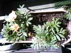 マリーゴールド