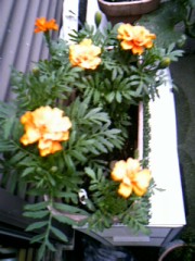 マリードールドだらけ