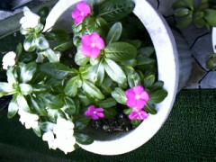 今日は雨　明日また台風来るのか