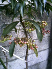 [万両」の芽が出た