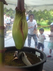 「世界最大の花」-7月２０日