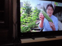 板橋区役所-緑のカーテン