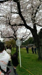 皇居乾通り一般公開ー桜